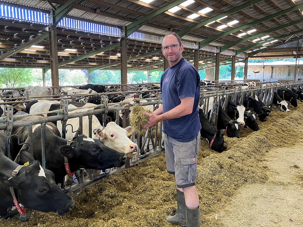 Male dairy farmer in shorts holding silage stood next to cows in a shed